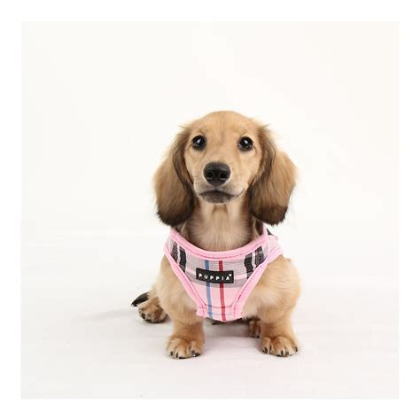 puppy harness petsmart|petsmart leashes and harnesses.